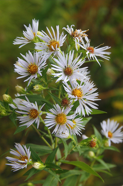 Aster puniceus