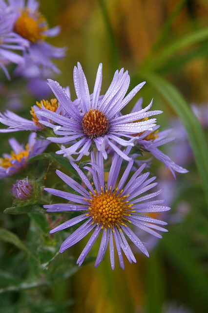 Aster puniceus