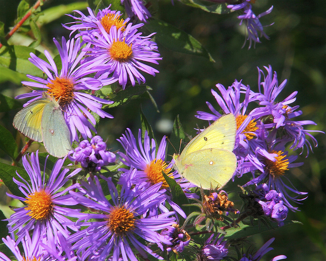 Aster puniceus