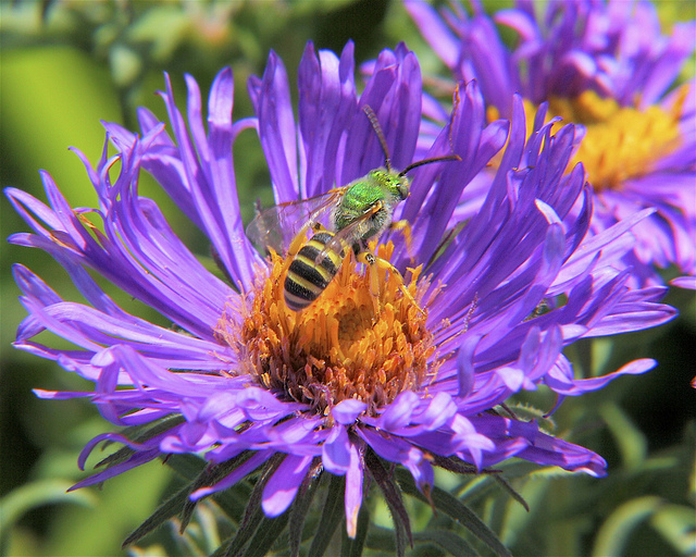 Aster puniceus (Aster puniceus)