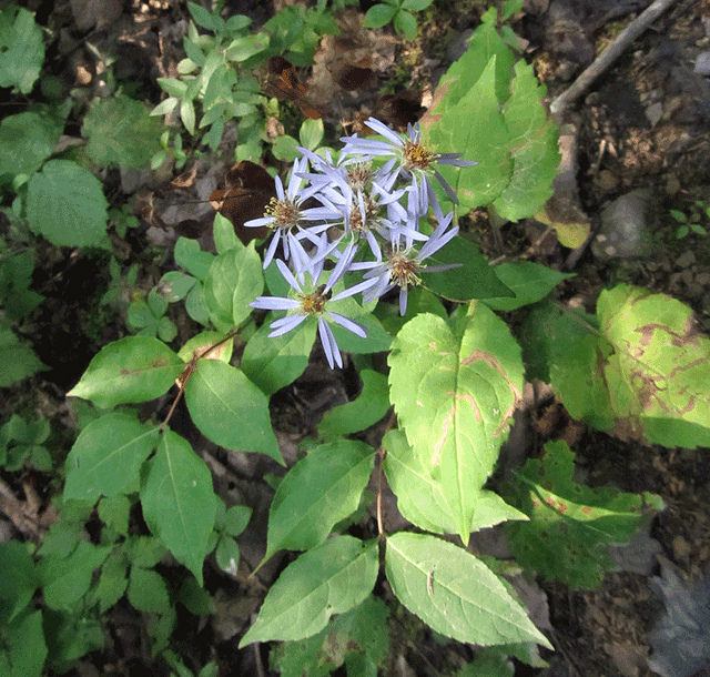 Aster radula