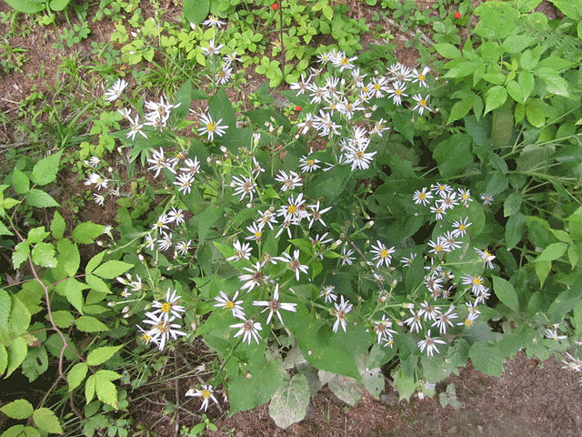 Aster radula