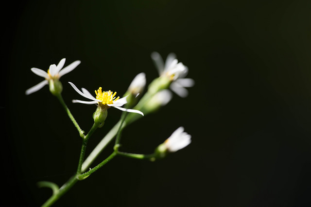 Aster scaber