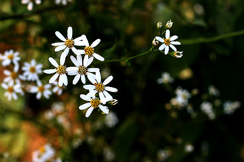Aster scaber