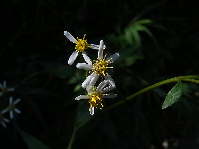 Aster scaber (Aster scaber)