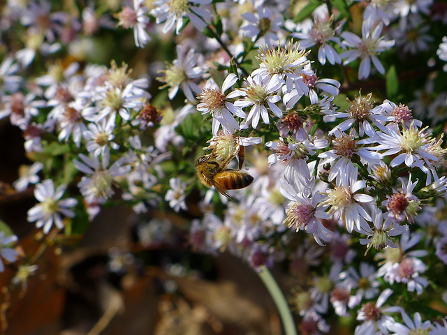 Aster sedifolius (Aster sedifolius)