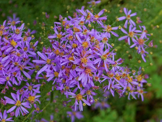 Aster sedifolius