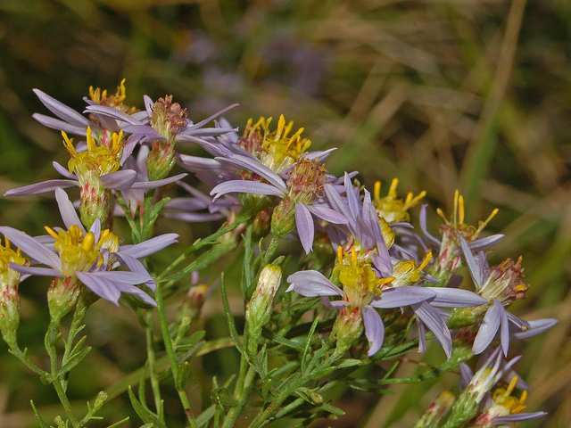 Aster sedifolius
