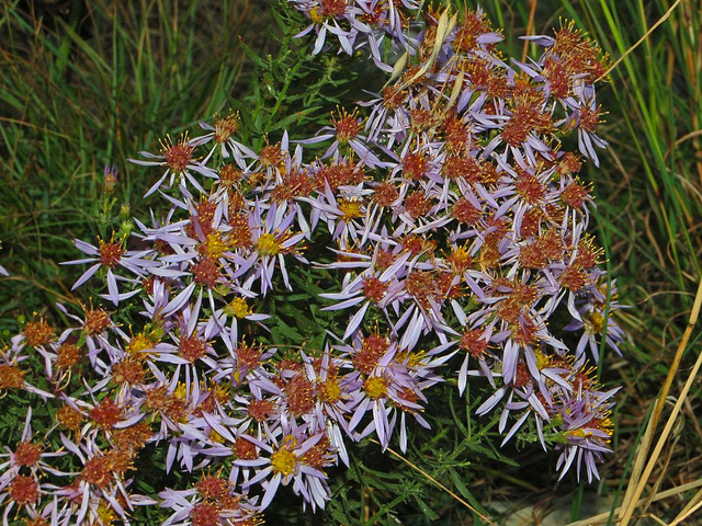 Aster sedifolius