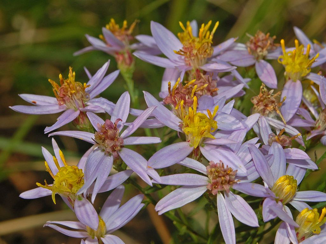 Aster sedifolius
