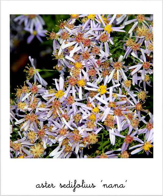 Aster sedifolius