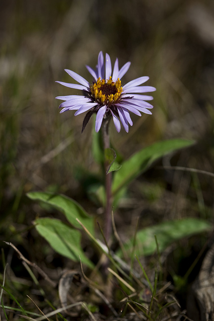 Aster de sibérie (Aster sibiricus)