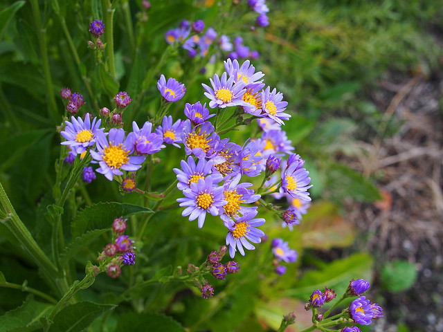 Aster tataricus