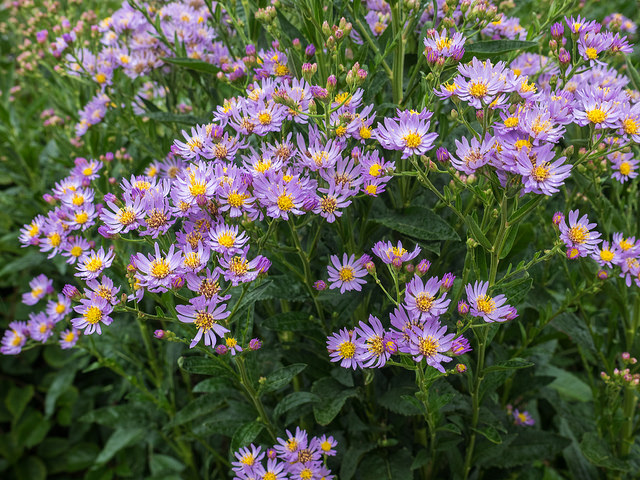 Aster tataricus