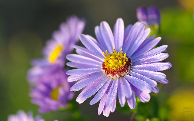 Aster tataricus