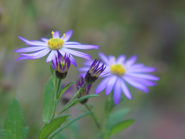 Aster tataricus