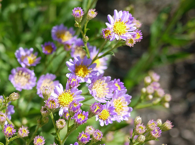 Aster tataricus