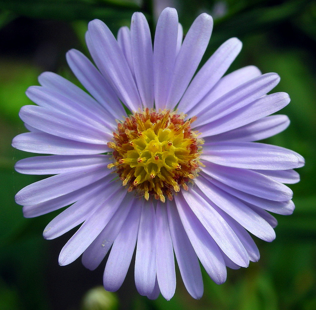 Aster tataricus (Aster tataricus)
