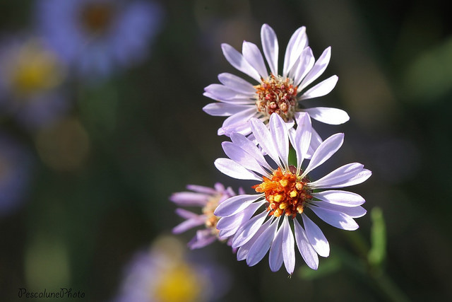 Aster maritime (Aster tripolium)