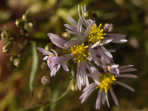 Aster maritime