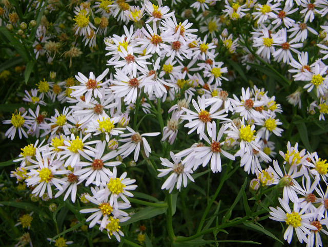 Aster maritime