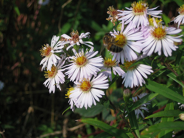 Aster maritime