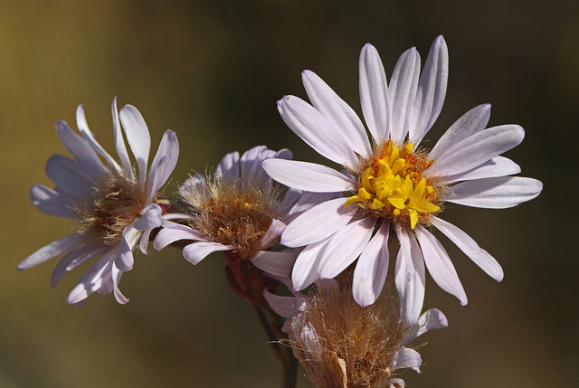 Aster maritime