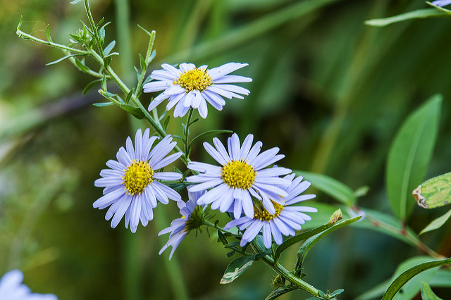 Aster yomena (Aster yomena)