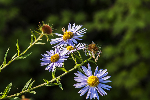 Aster yomena