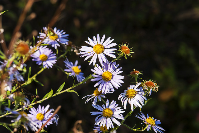 Aster yomena