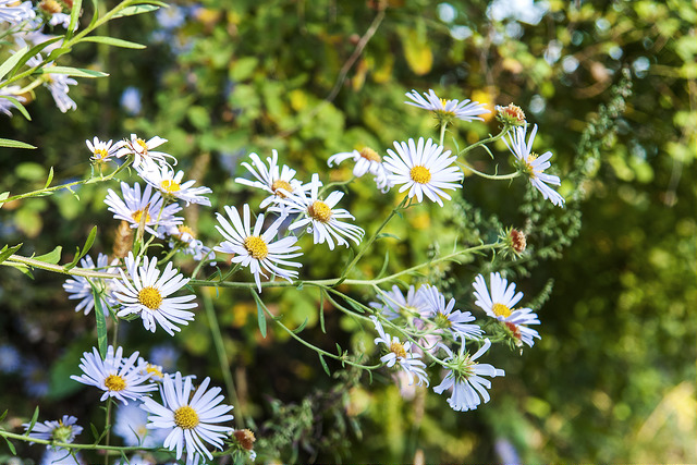Aster yomena