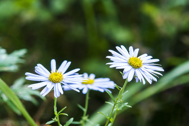 Aster yomena