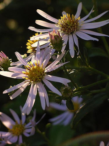 Aster yomena