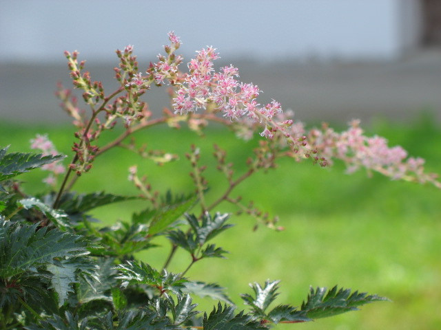 Astilbe simplicifolia (Astilbe simplicifolia)