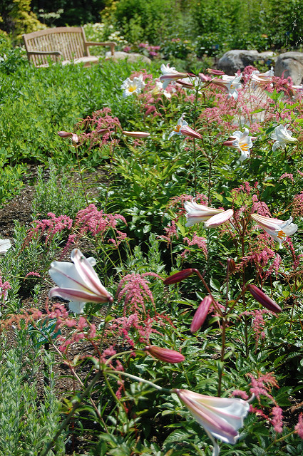 Astilbe thunbergii