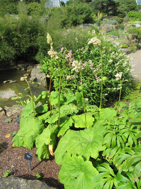 Astilboides tabularis