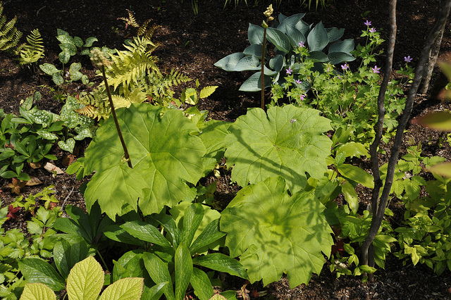 Astilboides tabularis