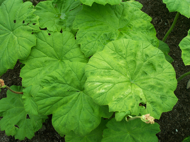 Astilboides tabularis (Astilboides tabularis)