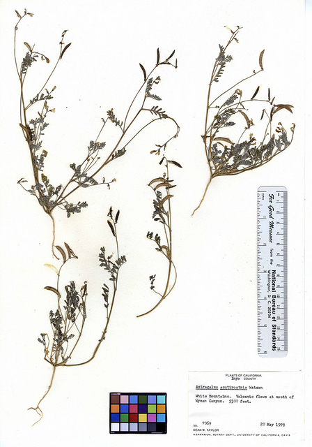 Astragalus acutirostris (Astragalus acutirostris)