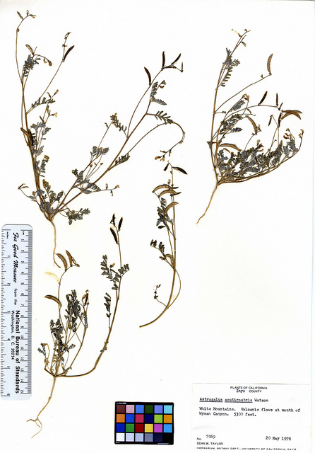 Astragalus acutirostris