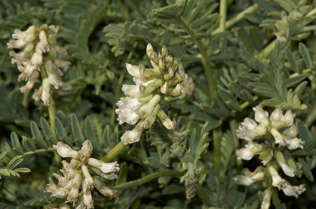 Astragalus agnicidus (Astragalus agnicidus)
