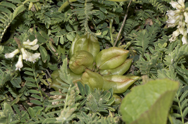 Astragalus agnicidus