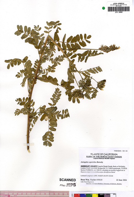 Astragalus agnicidus