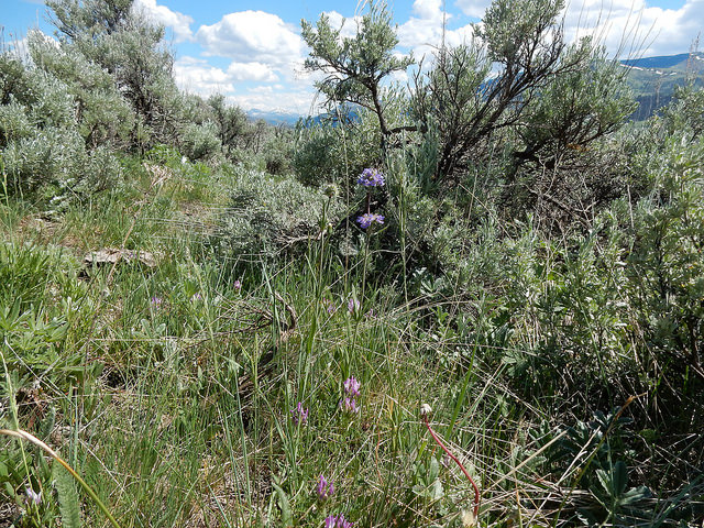 Astragalus agrestis