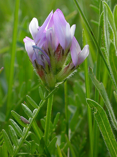 Astragalus agrestis