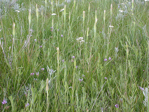 Astragalus agrestis