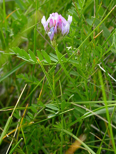 Astragalus agrestis