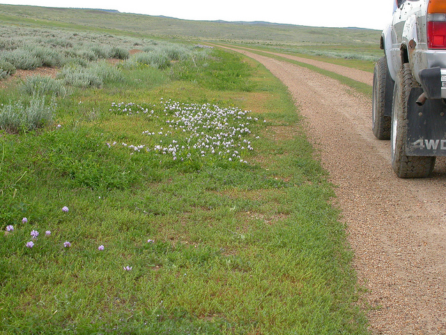 Astragalus agrestis