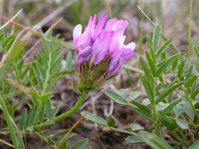 Astragalus agrestis (Astragalus agrestis)