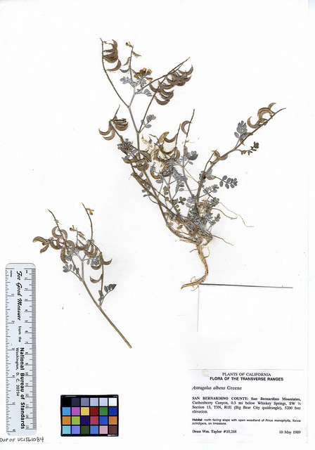 Astragalus albens (Astragalus albens)